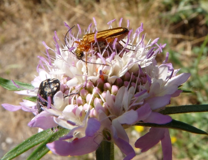 Oedemera d''oro